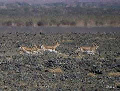 Gazella subgutturosa