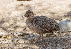 Nothoprocta perdicaria