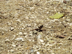 Anthanassa atronia