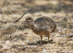 Nothoprocta perdicaria