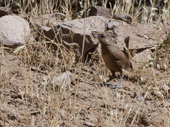 Pteroptochos megapodius
