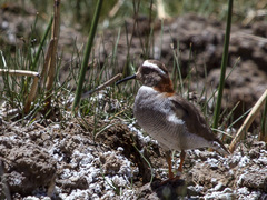 Phegornis mitchellii