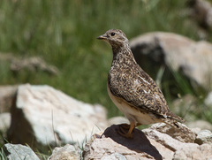 Thinocorus orbignyianus