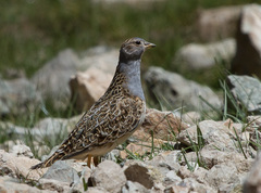 Thinocorus orbignyianus