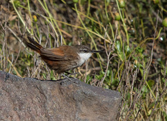 Ochetorhynchus melanurus
