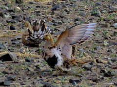 Syrrhaptes paradoxus