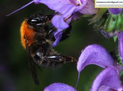 Bombus longipes