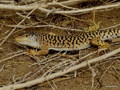 Eremias przewalskii
