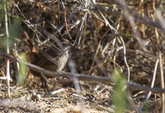 Scelorchilus albicollis