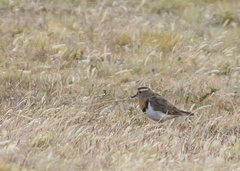 Charadrius modestus