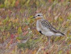 Oreopholus ruficollis