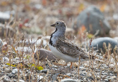 Thinocorus rumicivorus