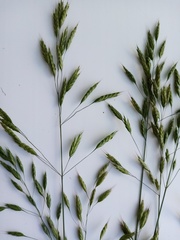 Bromus