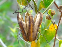 Aristolochia taliscana