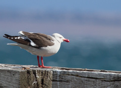 Leucophaeus scoresbii