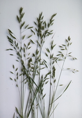 Bromus