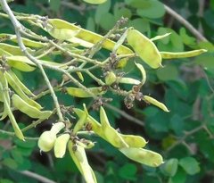Lonchocarpus guatemalensis