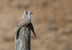 Columbina picui picui