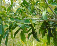 Lonchocarpus guatemalensis