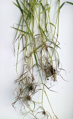 Bromus