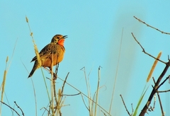 Macronyx capensis stabilior
