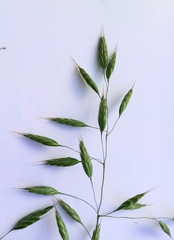 Bromus