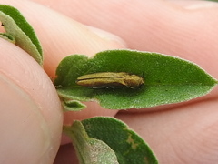 Agrilus lacustris