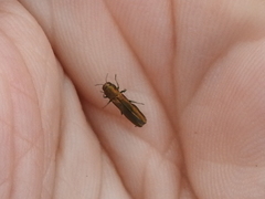 Agrilus lacustris