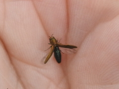 Agrilus lacustris