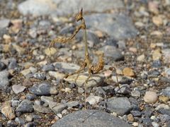 Empusa