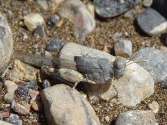 Sphingonotus azurescens