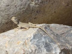 Pseudotrapelus jensvindumi