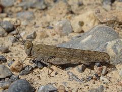 Sphingonotus rubescens