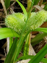 Carex comosa