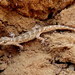 Even-fingered Geckos - Photo (c) seasav, some rights reserved (CC BY-NC-ND), uploaded by seasav