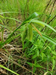 Carex comosa