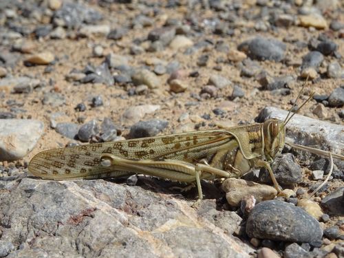 Desert Locust photo 4