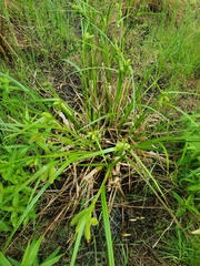 Carex comosa