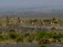 Gazella subgutturosa