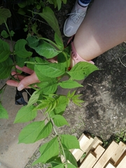 Fraxinus mandshurica