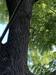 Melanerpes carolinus