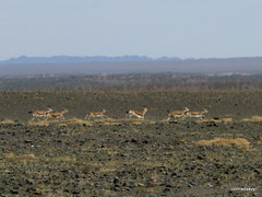 Gazella subgutturosa