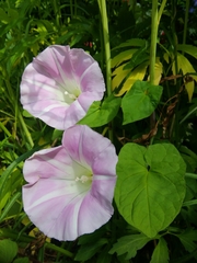 Calystegia × pulchra