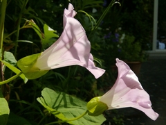 Calystegia × pulchra