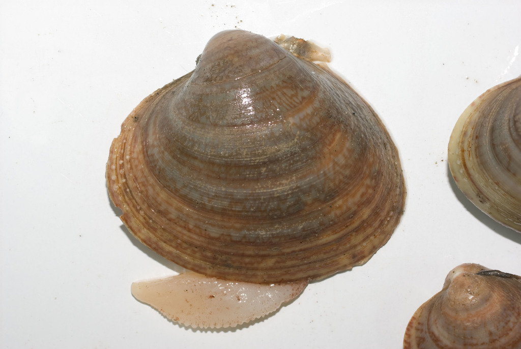 Greenland Smoothcockle