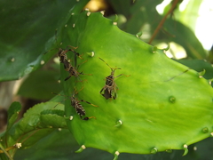 Leptoglossus lineosus