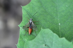 Tenthredopsis litterata