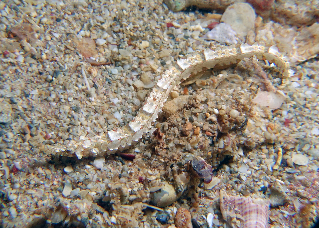 Obscure Pipefish