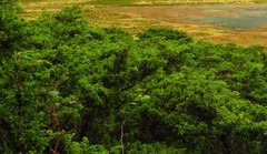 Juniperus brevifolia