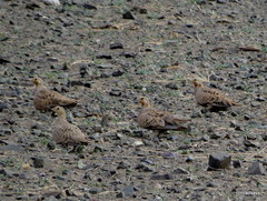 Syrrhaptes paradoxus